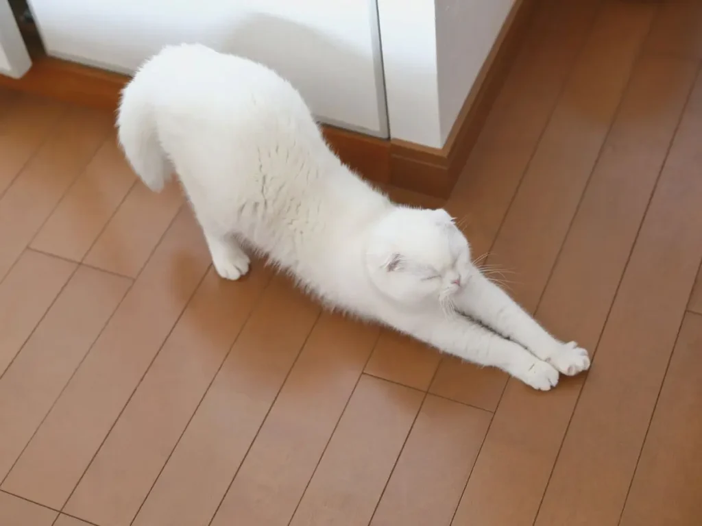 自宅でストレッチする猫｜無理なく続けるダイエット習慣のイメージ
